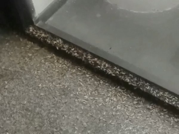 福牛财经 白蚁大规模突袭，掉落食客碗中，上海不少餐饮商户遭殃：太影响生意！